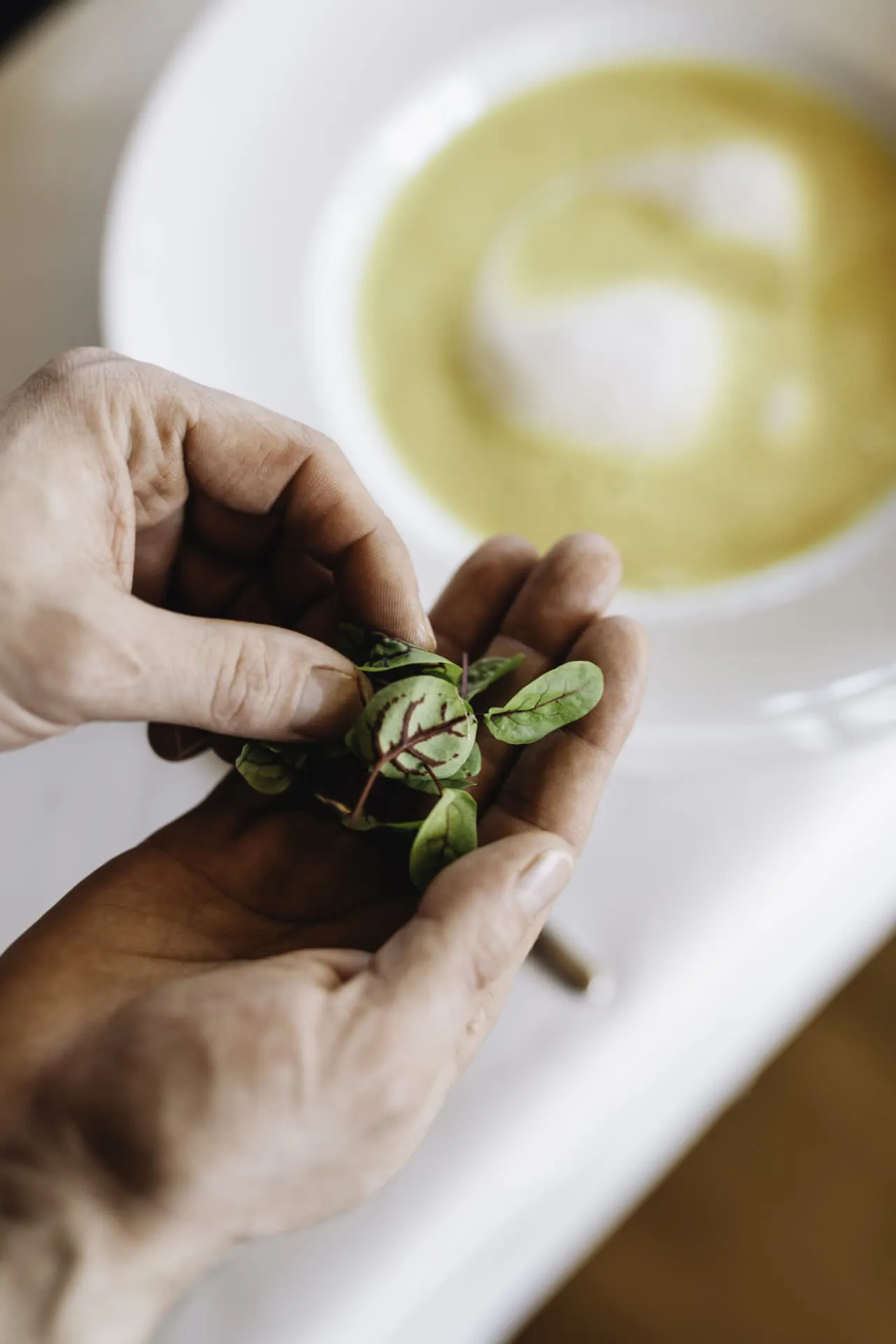 Nahaufnahme von Händen, die frische Kräuter als Garnierung auf eine cremige Suppe legen – symbolisiert die sorgfältige Zubereitung und den Fokus auf frische, regionale Zutaten in der Küche des Aparthotel Hubertus oder Berghaus Kanisfluh im Bregenzerwald.