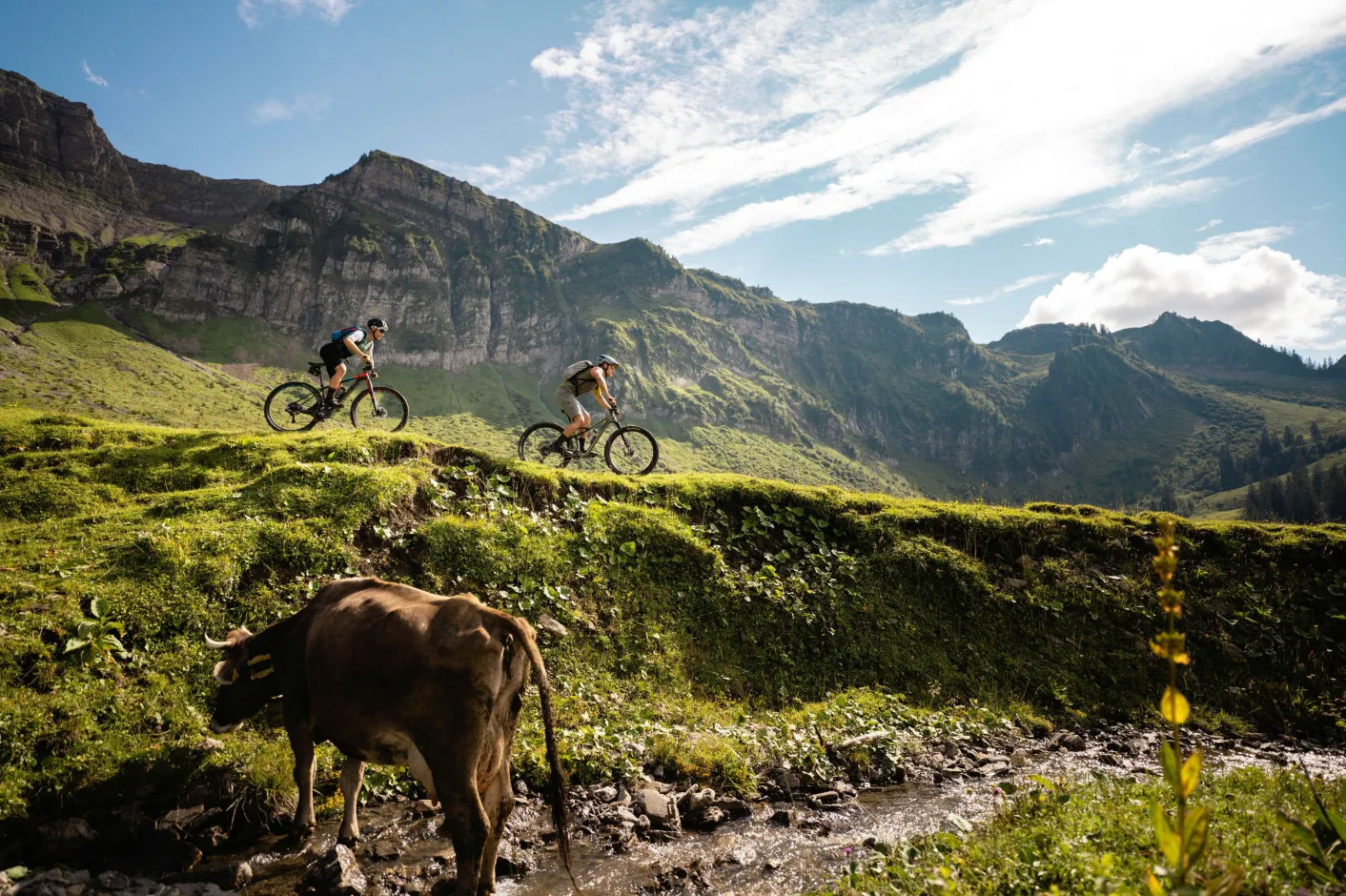 Zwei Mountainbiker fahren auf einem sonnigen Bergpfad in den grünen Alpen des Bregenzerwaldes, während im Vordergrund eine Kuh an einem Bach steht – veranschaulicht die idyllischen Möglichkeiten für aktive Erholung rund um das Aparthotel Hubertus in Mellau.
